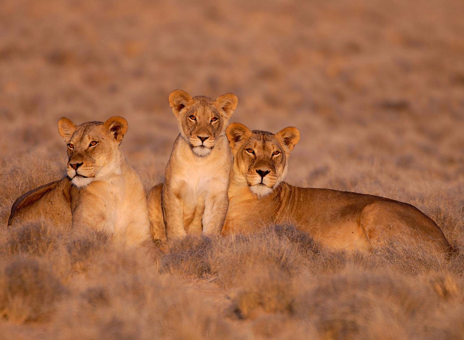 Luxury Safari South Africa